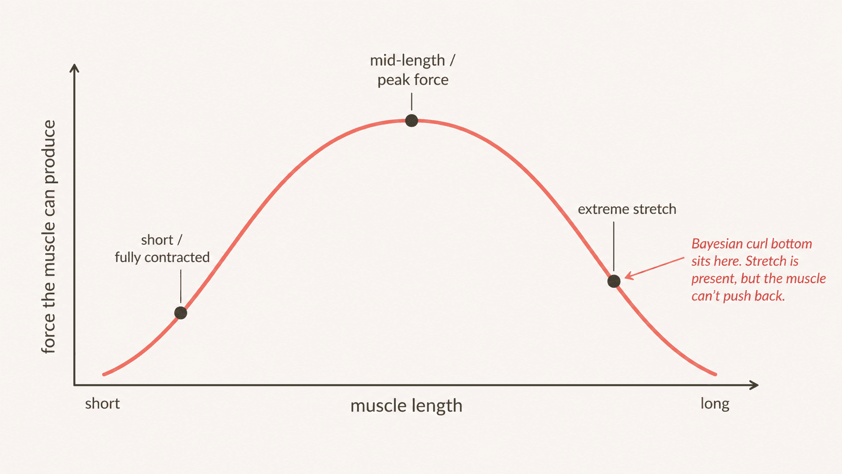 Length-tension curve showing the force a muscle can produce against muscle length. The curve rises from short to a peak at mid-length, then falls off toward long. Three labeled points: short / fully contracted on the rising side, mid-length / peak force at the top, and extreme stretch on the descending side. Annotation at the extreme stretch point: Bayesian curl bottom sits here. Stretch is present, but the muscle can't push back.